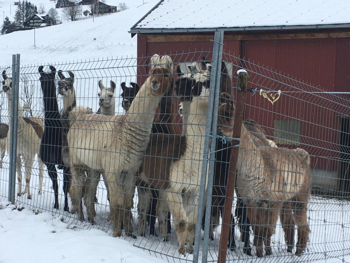 Ferienwohnung Haus Am Bach In Toggenburg ไวลด์เฮาส์ ภายนอก รูปภาพ